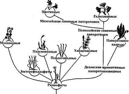 Предки высших