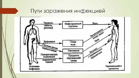 Схема передачи инфекции