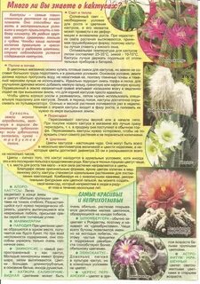 Температура кактуса
