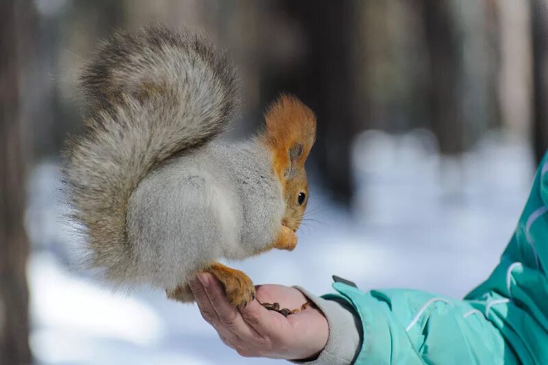 Белка помощь животным. Звери и птицы зимой. Белка в парке зима. Белки в кузьминском парке. Кормушка для белки.