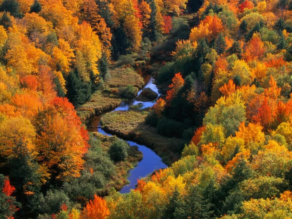 Осенний лес очень красивый