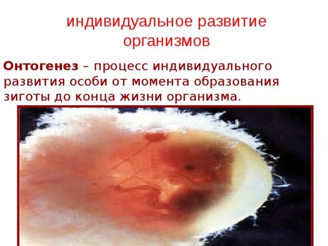Этапы индивидуального развития организмов (онтогенез). Индивидуальное развитие организмов онтогенез 9 класс презентация. Процесс индивидуального развития особи. Индивидуальное развитие организма презентация. Индивидуальное развитие организмов онтогенез 9 класс презентация.
