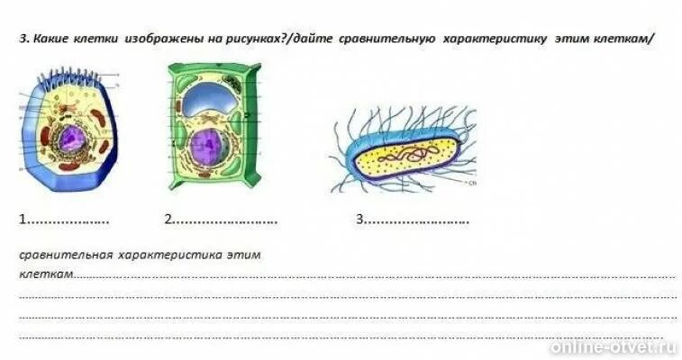 Какому царству принадлежит данная клетка. Какая клетка изображена на рисунке. Какие клетки изображены на рисунках дайте. Какая клетка игображены на рисунке. Какая клетка изображена на картинке.