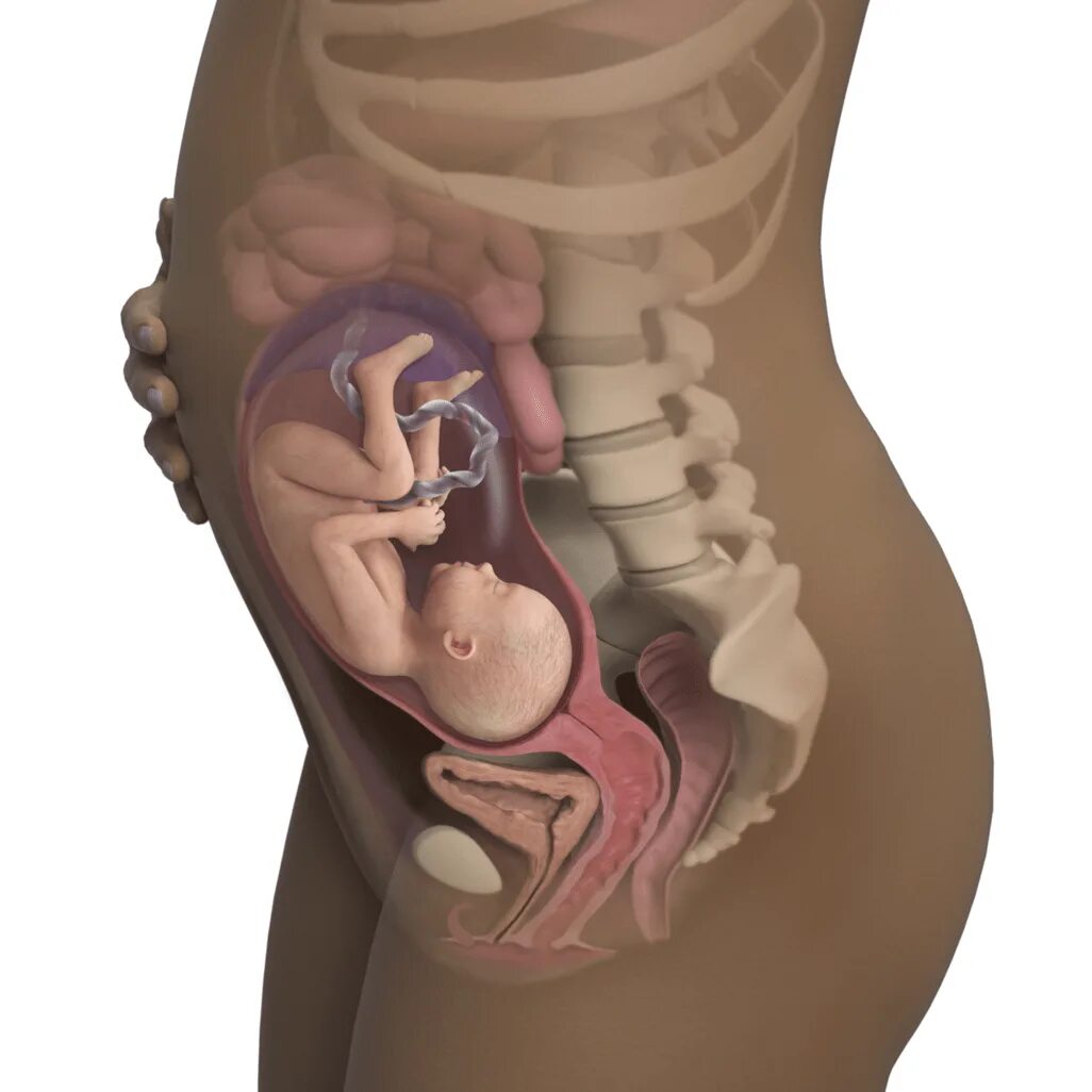 Плод на 17 неделе беременности. Расположение ребенка в животе. Расположение ребенка в утробе. Ребенок расположен справа