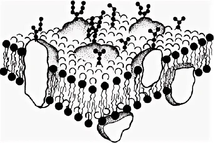 Модель биологической мембраны рис.3.6. Клеточная мембрана рисунок. Клеточные мембраны обладают избирательной проницаемостью. Гликокаликс ЕГЭ. Изображенная на рисунке структура участвует