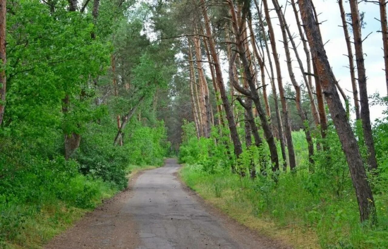 Черниговский лес. Черниговский лес сергиев посад. Черниговский лес сергиев посад. Лес в черниговщине. Черниговский лес.