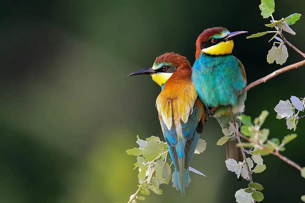 Красивые птицы. Яркие птички. Птица на ветке. Яркие и красочные птицы.
