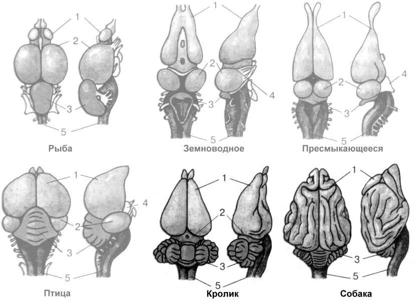 Строение головного мозга хордовых. Эволюция головного мозга позвоночных схема. Головной мозг хордовых ЕГЭ. Строение головного мозга хордовых животных.