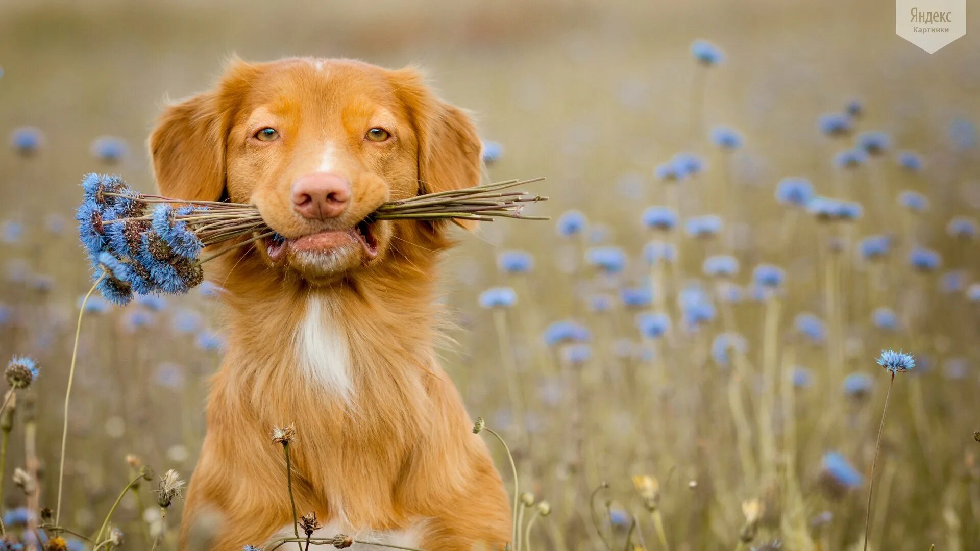 Бесплатные позитивные картинки. Животные радуются. Собака с цветами в зубах. Лето животные. Собака лето.