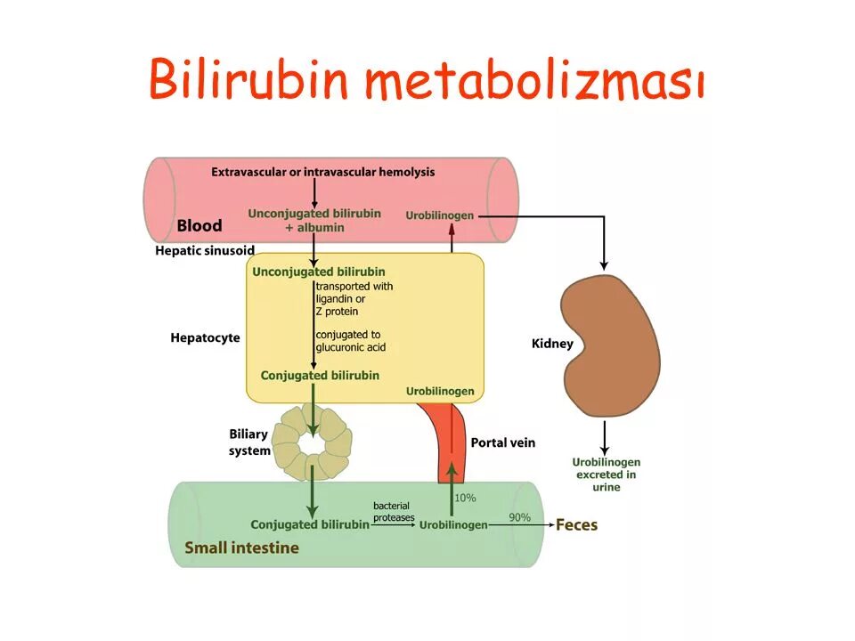 Сывороточный билирубин. Билирубин. bilirubin metabolism. билирубин nedir. предшественник билирубина.