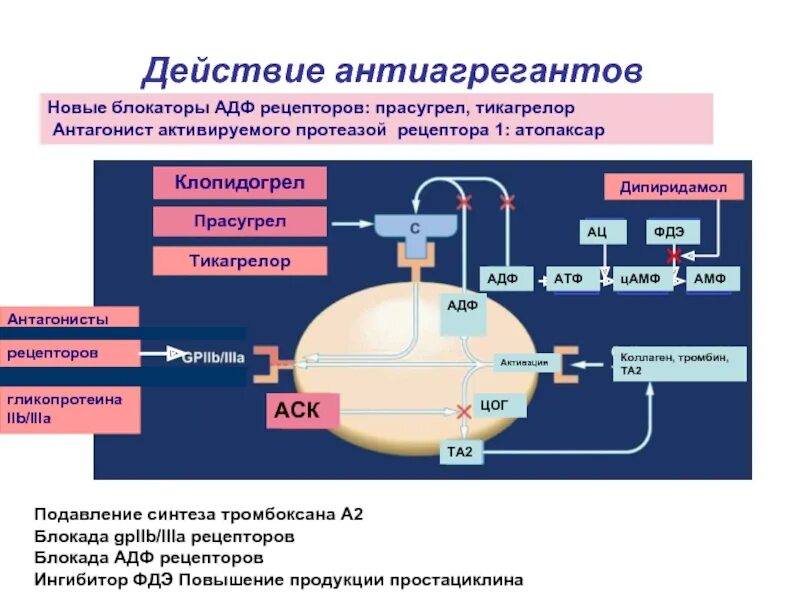 Адф тромбоцитов