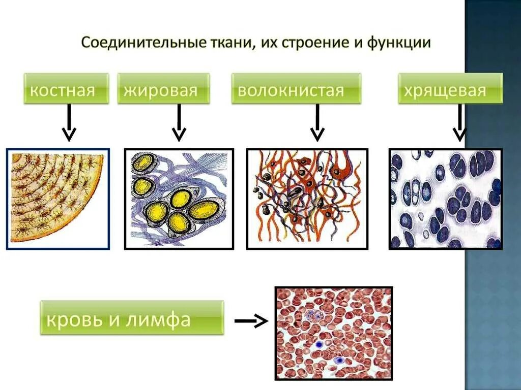 Виды соединительной ткани человека анатомия. Соединительная ткань строение ткани. Схема строения разных видов соединительной ткани. Соединительная ткань виды соединительных тканей. Основное группа ткани человека