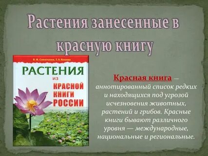 4 растения из красной книги
