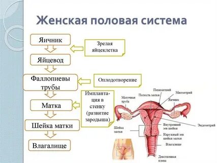 Женские внутренние органы схема
