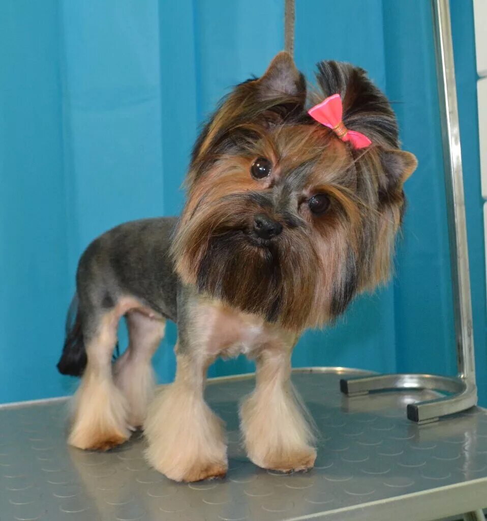 Прическа собака и кошка. Ева груминг орск фото здания. Прически для кошек. Шпиц плюсы и минусы. Ножницы для стрижки котов в руке.