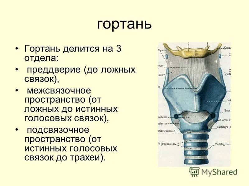 аппарат для голосовых связок. гортань содержит голосовые связки. строение голосовых складок. гортань содержит голосовые связки. голосовые связки анатомия гортани.