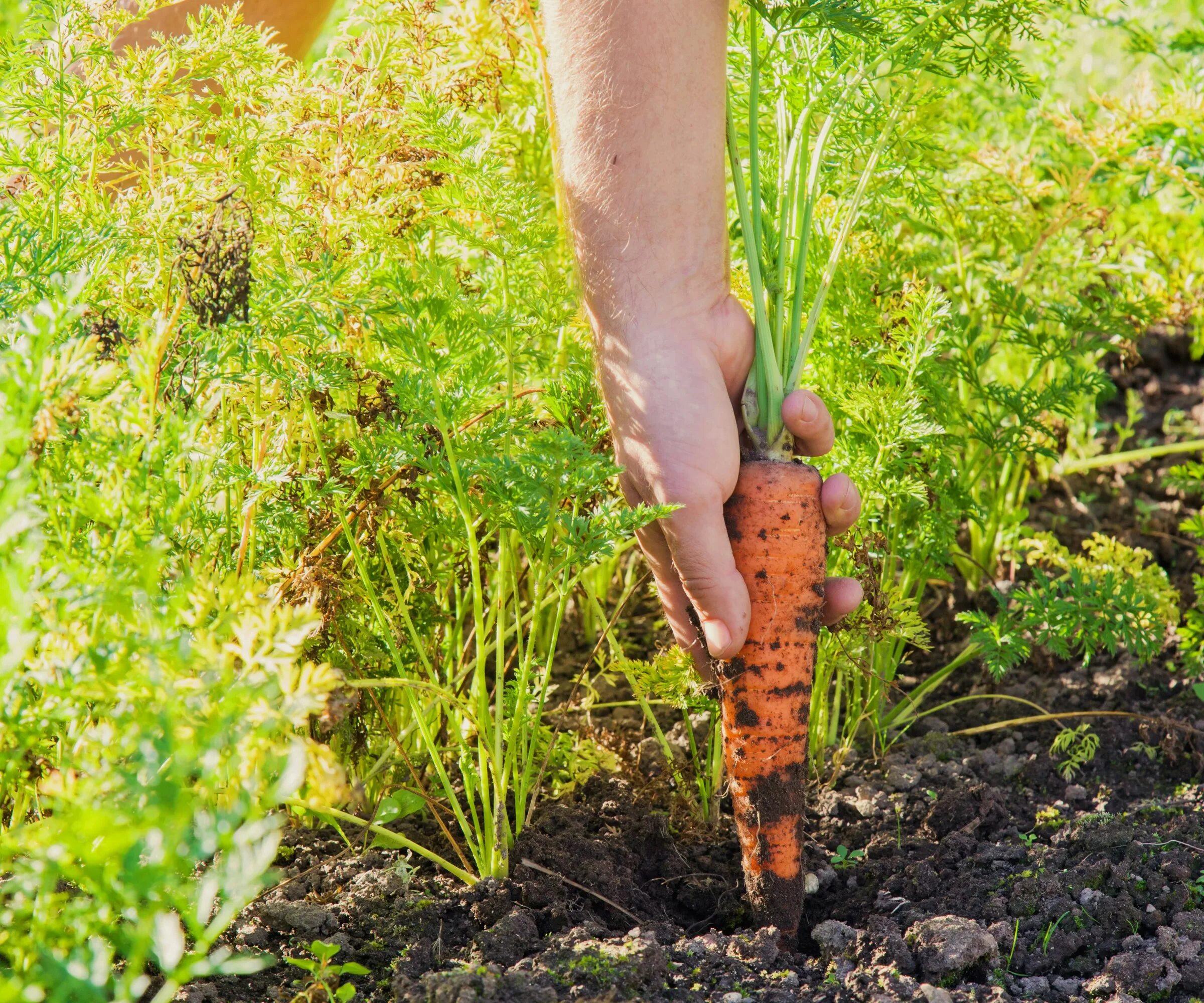 Как вырастить хорошую морковь в открытом грунте. Морковь на грядке. Прополка моркови. Морковь в огороде. Уборка моркови.