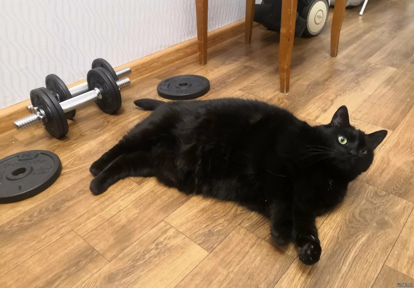 Ну готовлюсь. Котенок на гантели. Печень мем. Знаешь что мне сейчас нужно. Всë что мне сейчас нужно это.