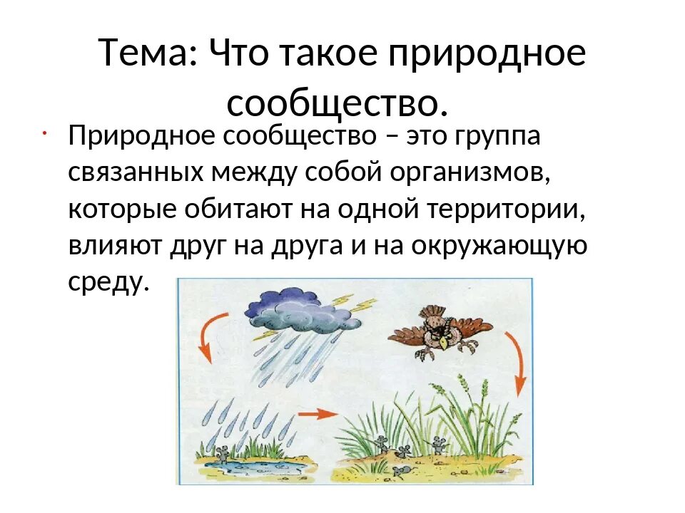 Что такое природное сообщество