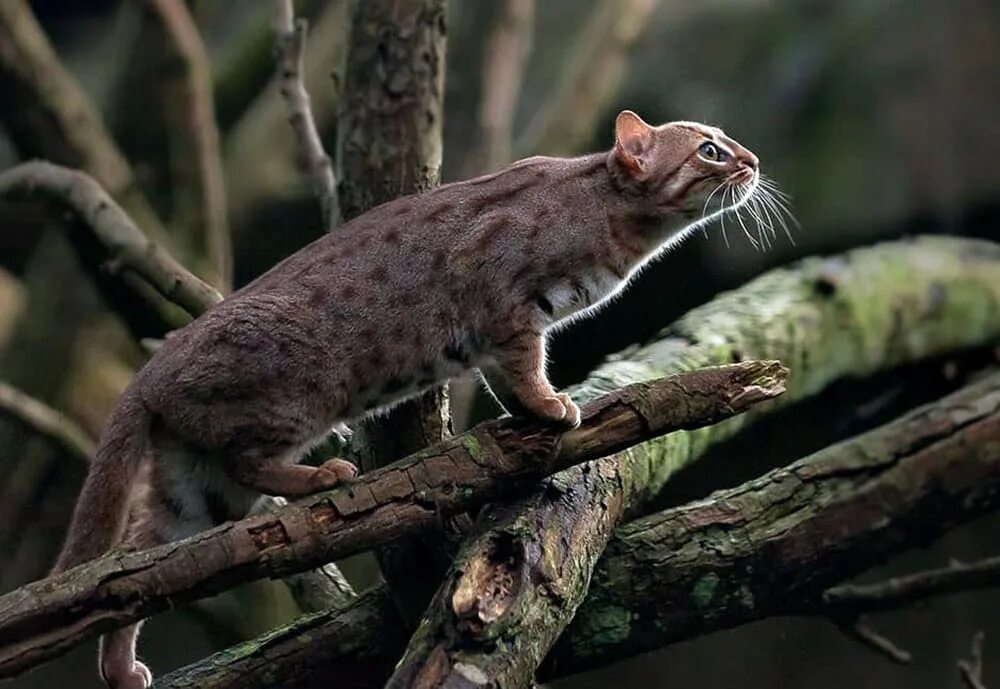 Самый мелкий дикий. Дикая ржавая кошка. Рыжая пятнистая кошка prionailurus rubiginosus. Самый мелкий дикий. Ржавая кошка шри ланка.