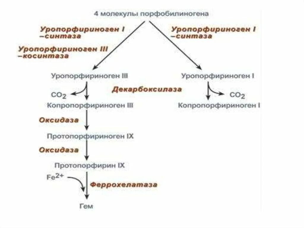 Синтез гему. Синтез гемоглобина биохимия схема. схема регуляции синтеза гема. общая схема синтеза гемоглобина. схема регуляции синтеза гема и гемоглобина.