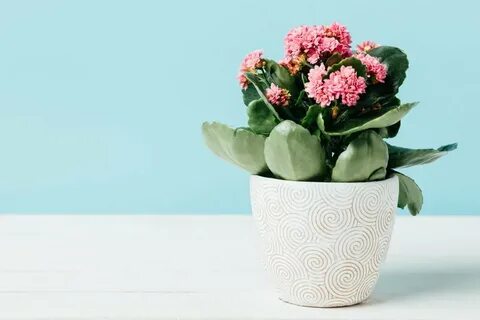 Как часто поливать каланхоэ