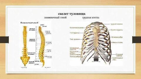 Скелет туловища состоит из грудной клетки и