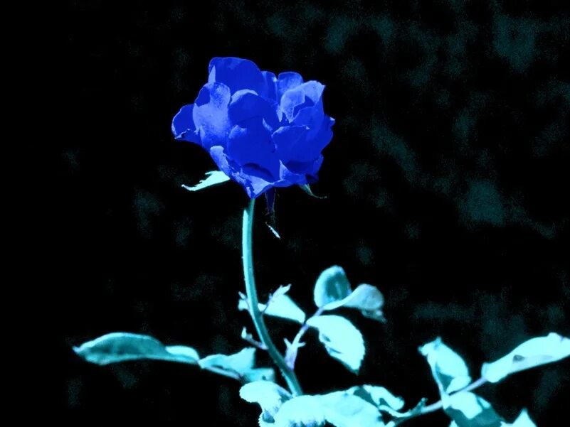 Синие розы текст песни. Синие цветы на синем фоне.