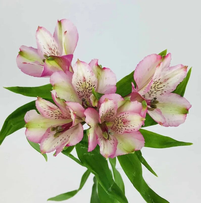Как выглядят цветы альстромерии Pin by Ma_la_k on Types of flowers Flower farm, Exotic flowers, Peruvian lilies
