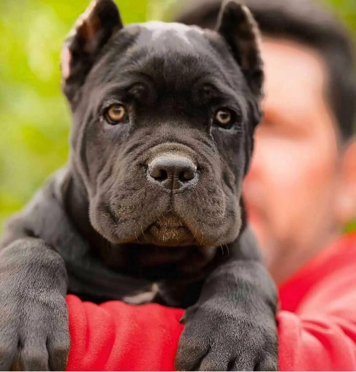 Корсо собака фото. Кане Корсо. Кане Корсо собака. Кане Корсо (Cane Corso). Канекорге порода собак.