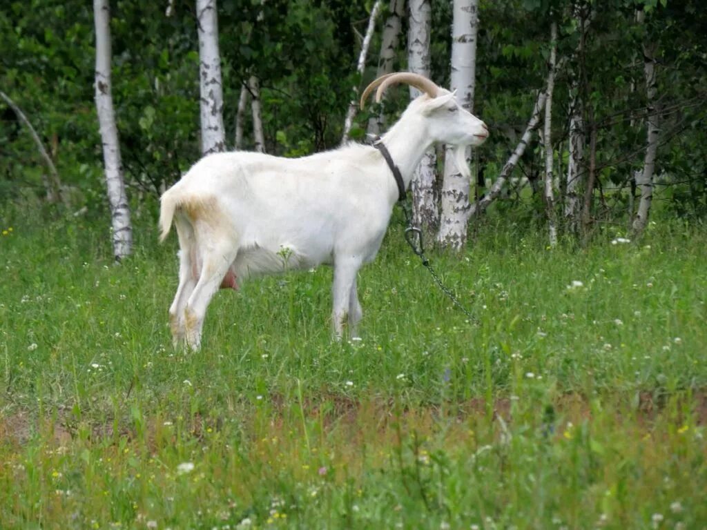 Козел по лесу