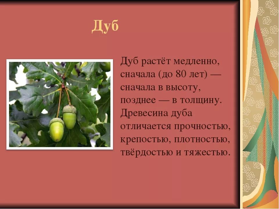 Продолжительность деревьев дуб. Сколько растет дуб. сколько лет растет дуб. дуб как растет в год. что растет на дубе.