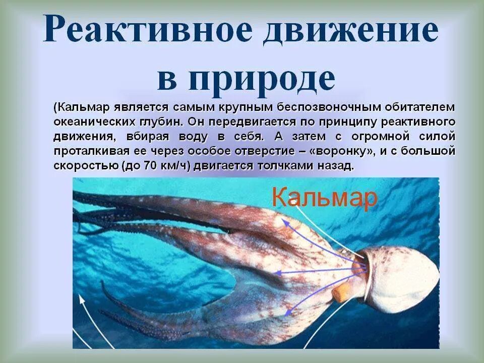 Реактивное движение в природе 9 класс. Кальмар реактивное движение. реактивное движение в природе. реактивное движение в природе и технике. реактивное движение в природе картинки.