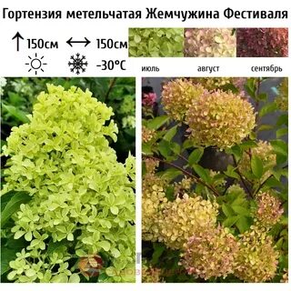 Жемчужина фестиваля фото и описание