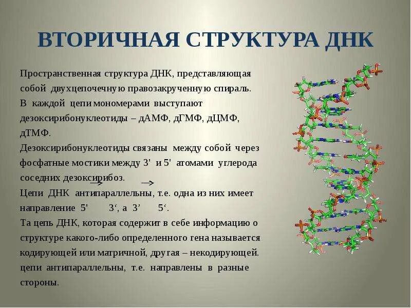 Какого структура днк. Строение вторичной структуры ДНК. Первичная вторичная и третичная структура ДНК. Первичная и вторичная структура ДНК. Вторичная структура ДНК формула.