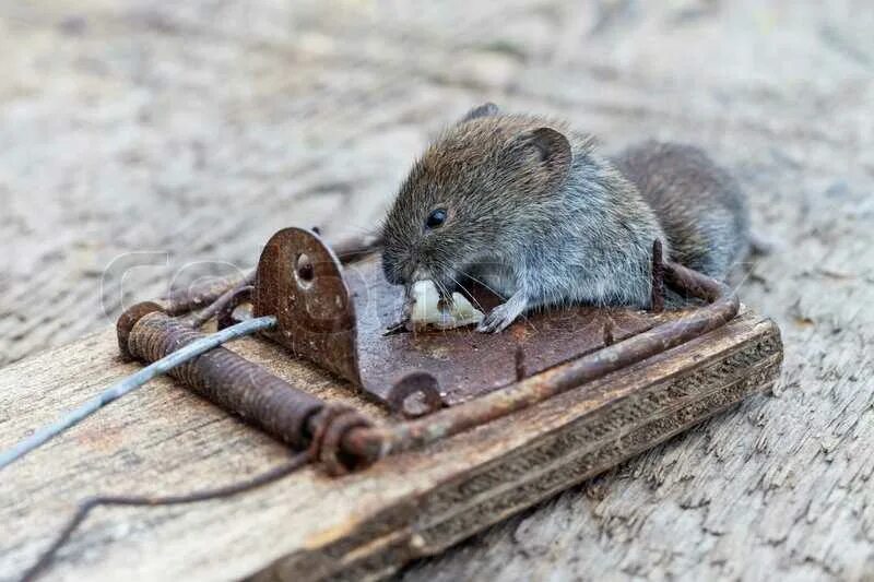 Сон мышь в мышеловке. Мертвая мышь в мышеловке. Мышь в мышеловке фото. Мышка в мышеловке дохлая. Мертвая мышь в мышеловке.