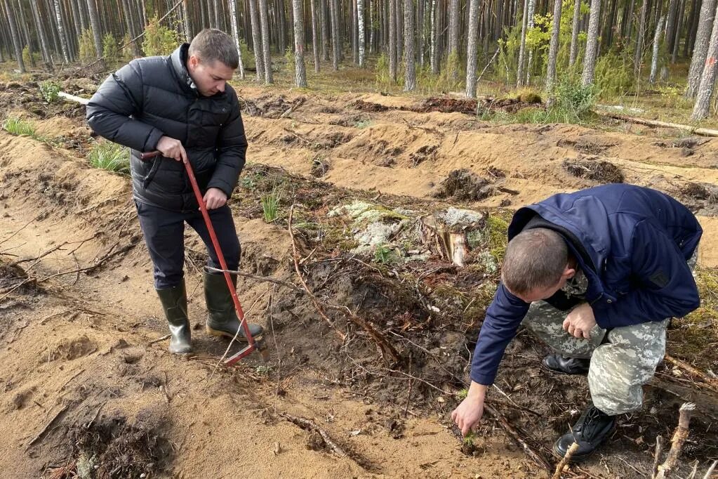 Пригородное лесничество казань. Новости хвойная. Деревня оковцы. Как одеваться для сбора шикши. Новости в хвойной.
