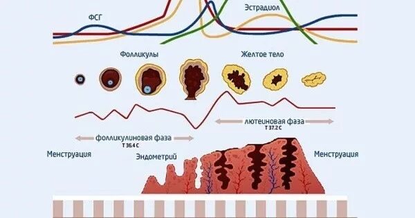 Фолликулиновая фаза и норма ФСГ. Эстрадиол лютеиновая фаза. Уровни эстрадиола в лютеиновую фазу. Высокий ФСГ В лютеиновой фазе. Фолликула стимулирующий