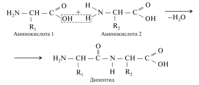 Аминоуксусная кислота уравнение реакции. Дипептид аминоуксусной кислоты. Дипептид аминоуксусная кислота формула. Реакция образования дипептида из аминоуксусной кислоты. Дипептида Альфа аминоуксусной кислоты реакция.