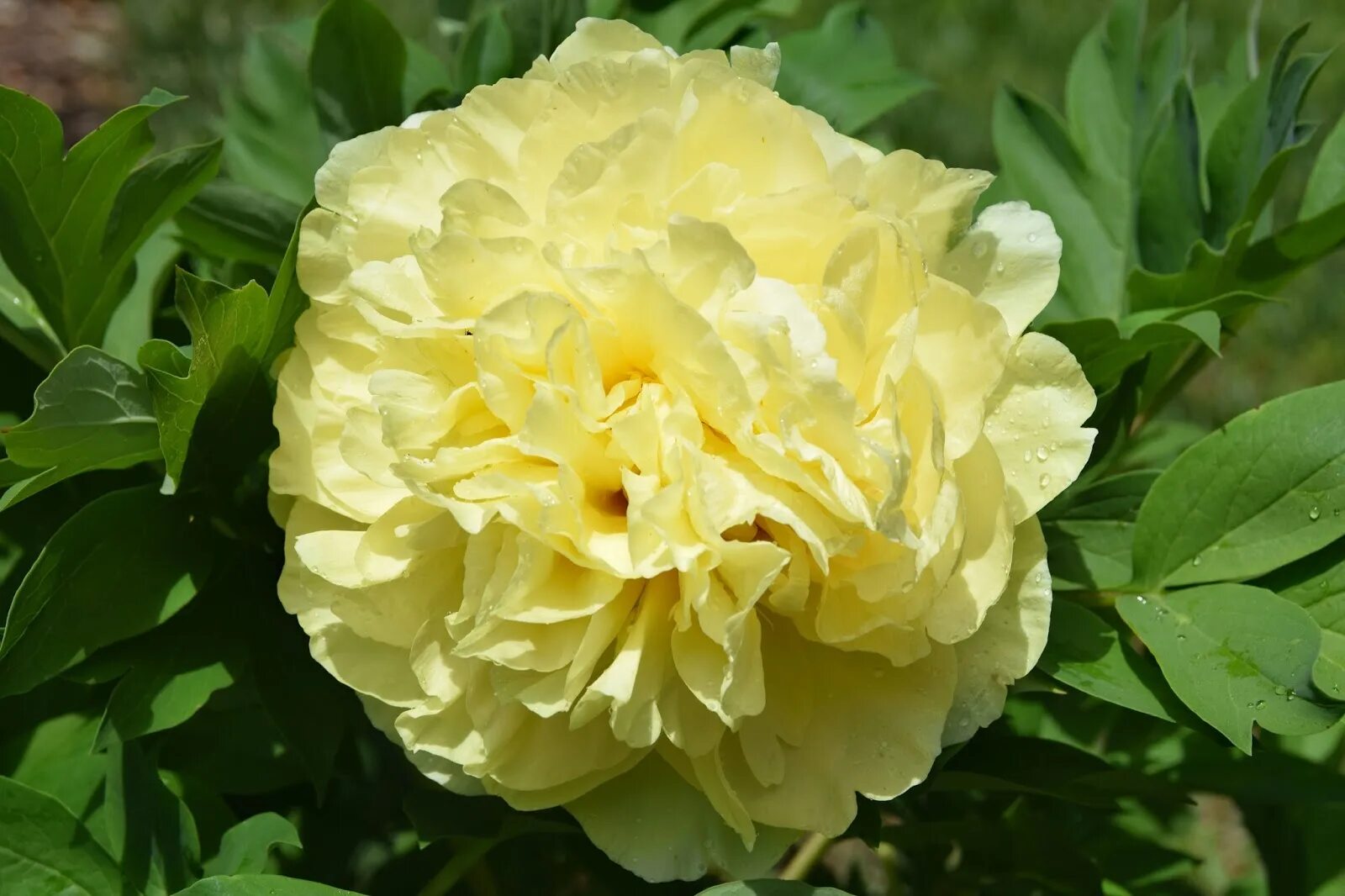 Sonoma yedo пион. Пион itoh sonoma yedo. Sonoma yedo пион. Пион сонома йедо. Sonoma yedo пион.