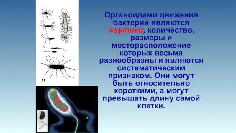 Движение бактерий. Способы движения бактерий. Органоиды движения бактерий. Органеллы движения бактерий. Передвижение бактерий