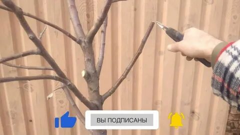 Летняя обрезка яблонь
