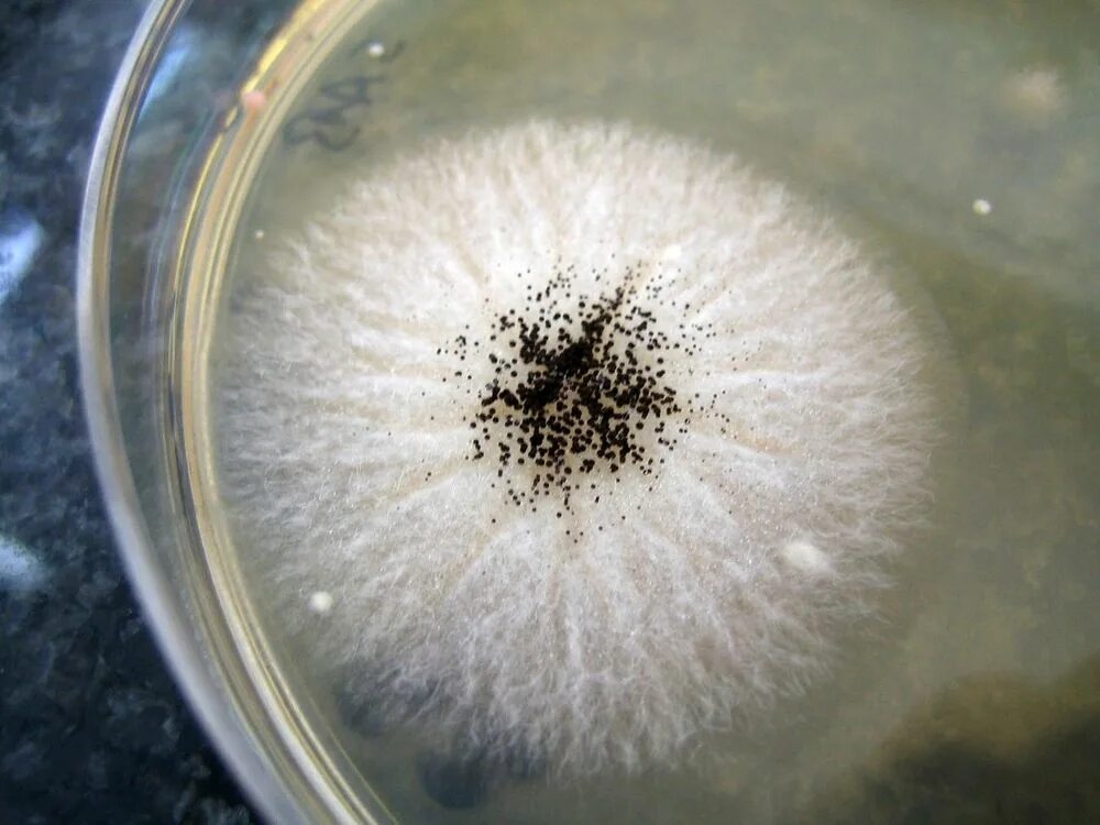 Плесень на семенах. Мукор пеницилл аспергилл. Плесень ризопус (Rhizopus oligosporus). Мукор белая плесень гриб. Плесневый гриб чашка Петри.