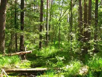 18 в лесу на русском