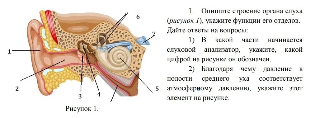 1. Слуховой анализатор, его строение.. Строение слухового анализатора. 1.1 Строение слухового анализатора. Опишите строение органа слуха. Установите соответствие между отделами органа слуха