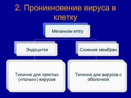 Вирусы механизм