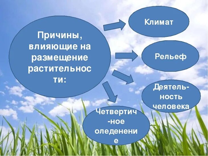 Презентация животный мир россии 8 класс география. Растительный и животный мир России презентация. Растительный и животный мир России 8 класс презентация. Презентация на тему растительный и животный мир России. Растительный и животный мир география 8 класс.