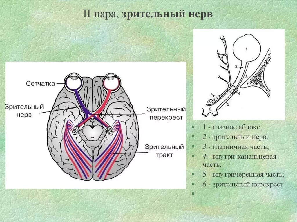 Зрительный нерв образован. Зрительный нерв (II пара, 2 пара, вторая пара черепных нервов), n. Opticus. Зрительный нерв нерв анатомия. 2 Пара зрительный нерв схема. Зрительный нерв ,хиазма анатомия.