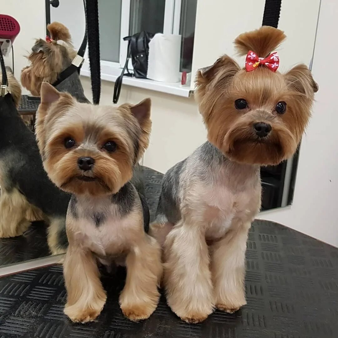 Беби фейс йоркширский терьер стрижка. Йоркширский терьер неподстриженный. Стрижка микимаус для йорков. Стрижки йорков мальчиков щенков 4 месяца. Стрижки йоркширского терьера мальчика.