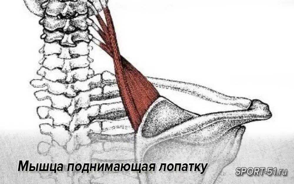 Мышца поднимающая лопатку. Мышца поднимающая лопатку анатомия. Мышца поднимающая лопатку и ременные. Кровоснабжение мышцы поднимающей лопатку.